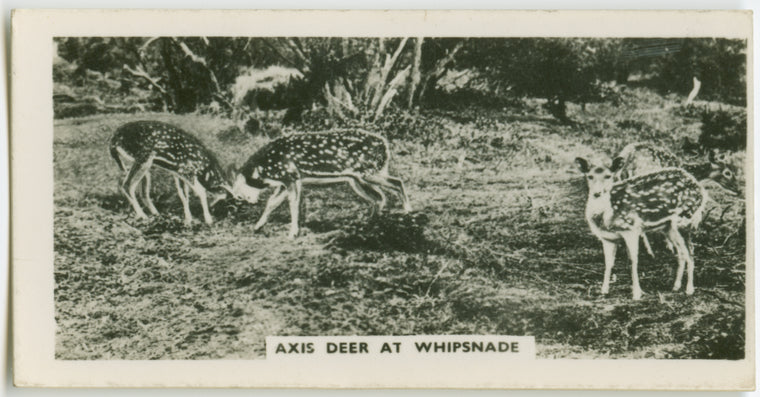 Axis deer at Whipsnade.