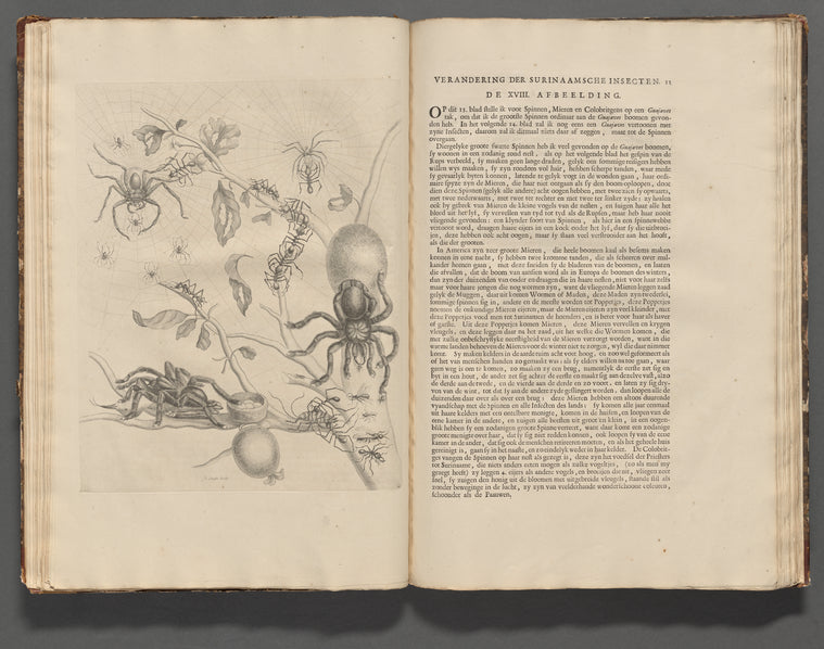 Tarantula: DE XVIII Afbeelding