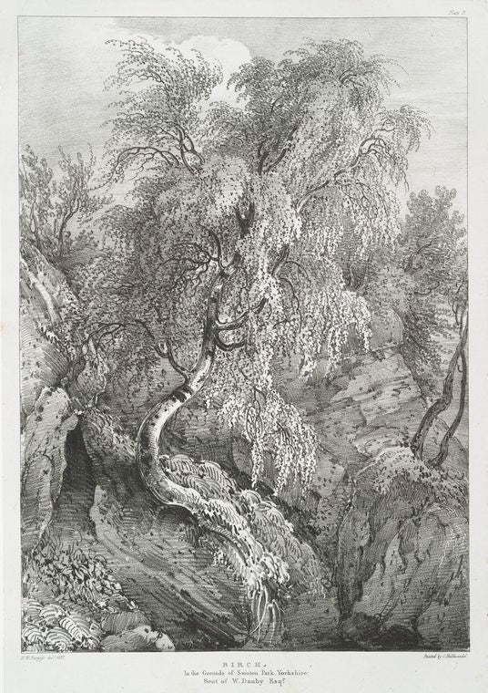Birch, in the grounds of Swinton Park, Yorkshire: Seat of W. Danby Esqr.