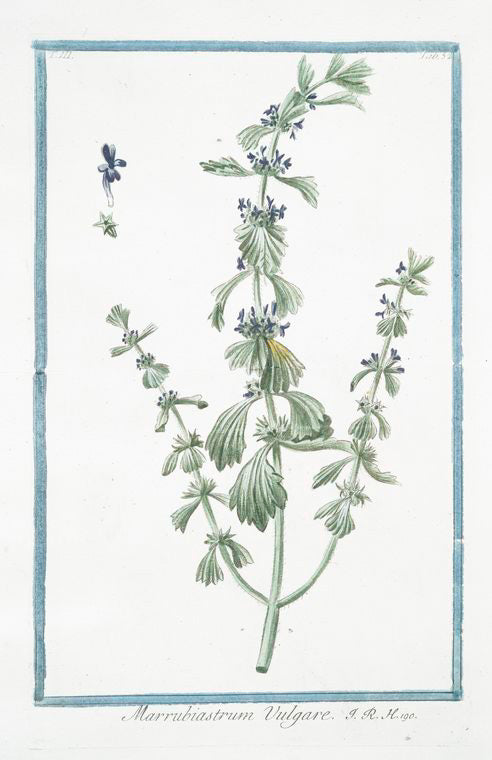 Marrubiastrum vulgare. [enlarged version, of Ironwort]