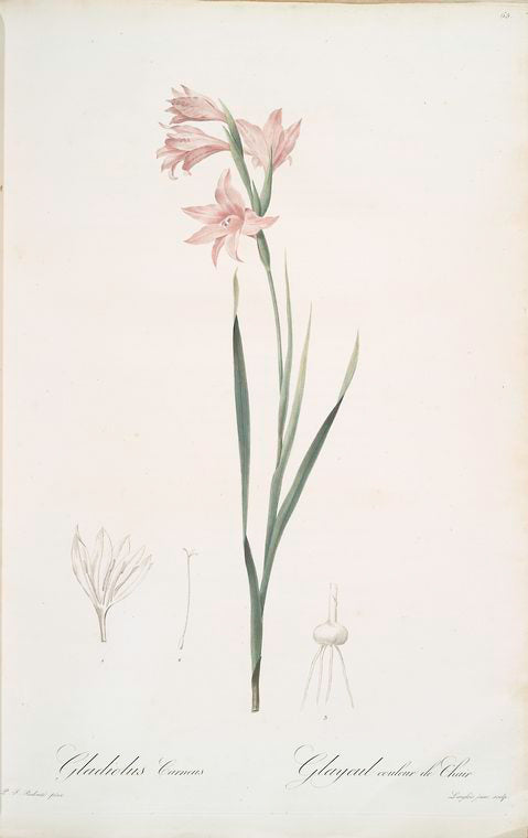 Gladiolus carneus