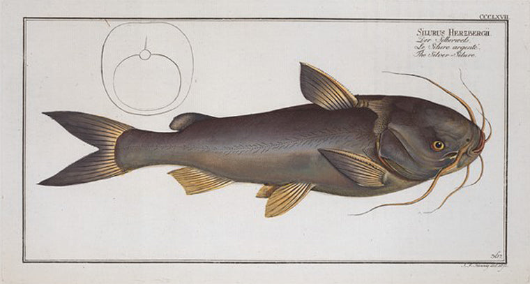 Silurus Herzbergii, The Silver-Silure.