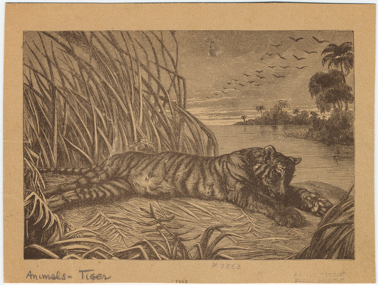 Tiger lying on the ground