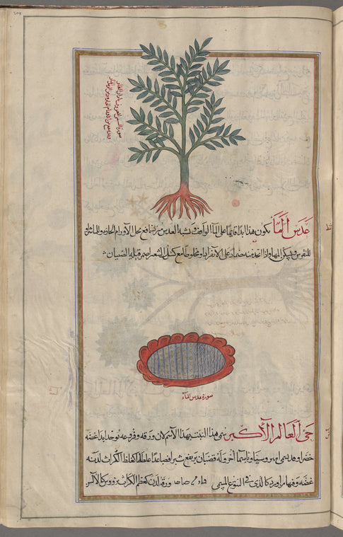 Mouse ear (Auricula muris), alsînî, known as âdhân al-fâr, "mouse ear" [top];  Duckweed (Lemna  sp.), 'adas al-mâ', "water lentil" . Illustrated as aquatic plants growing on a pool [bottom]