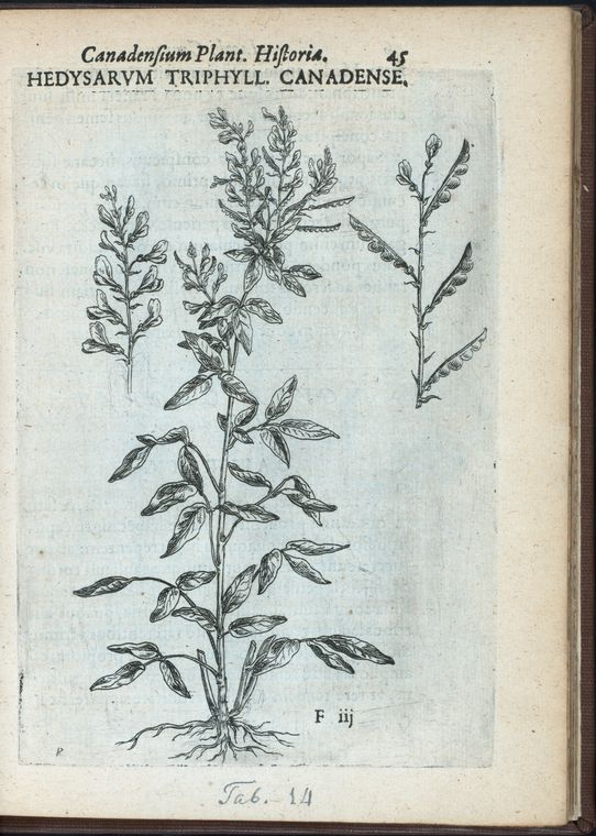Hedysarum triphyllum Canadense
