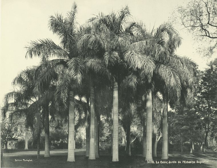 Le Caire; Jardin de l'Ezbekiye [Azbakiyah], sagoutier.