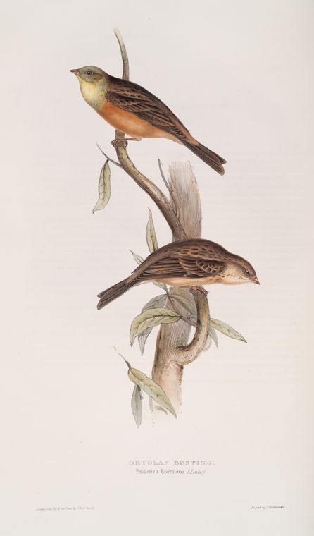 Ortolan Bunting