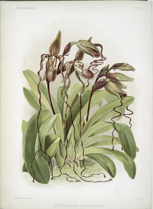 Cypripedium sanderianum.