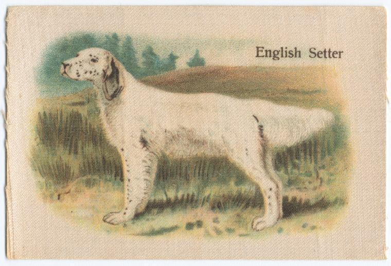 English Setter.