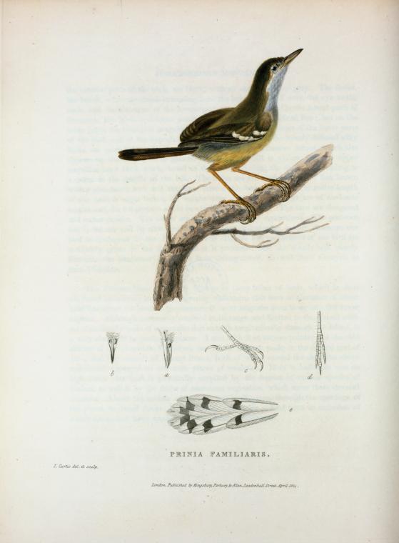Prinia familiaris.
