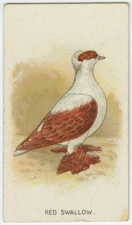 Red swallow.