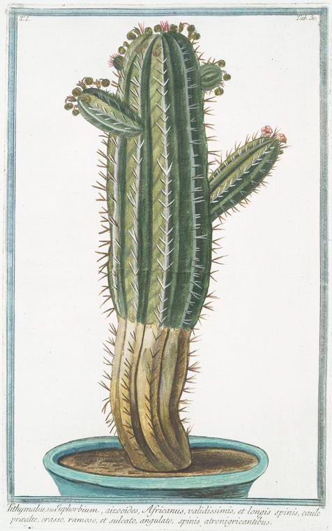 Tithymalus, seu Euphorbium, aizoooides, Africanus, validissimis, et longis spinis, caule præa;to, crasso, ramoso, et sulcato, angulato, spinis, atronigricantibus.