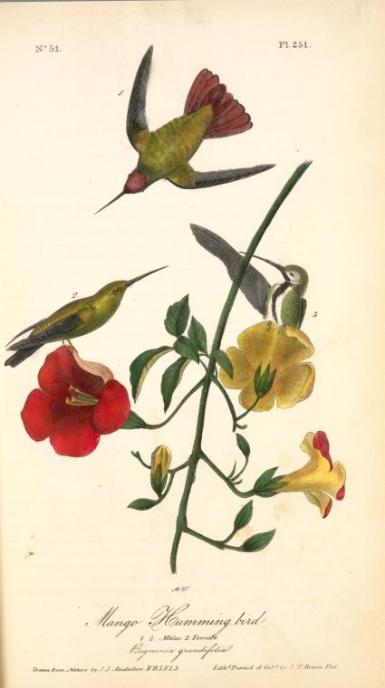 Mango Humming bird, 1. and 2. Males 3. Female (Bignonia grandifolia)