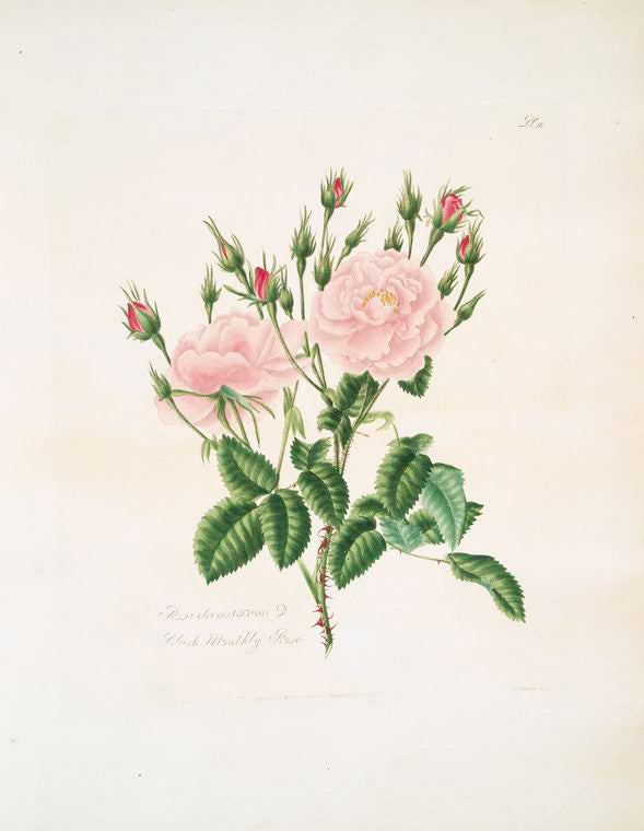 Rosa damascena