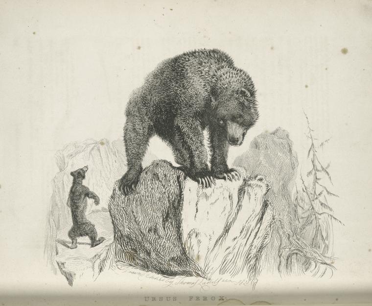 Ursus ferox.