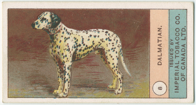 Dalmation.