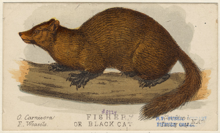 Fisher or black cat