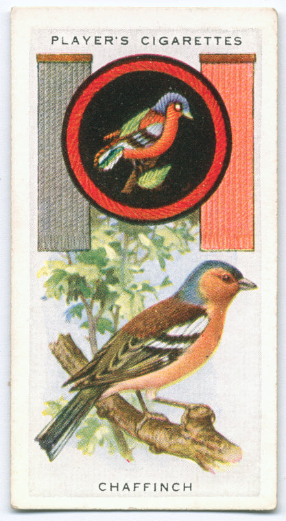Chaffinch.