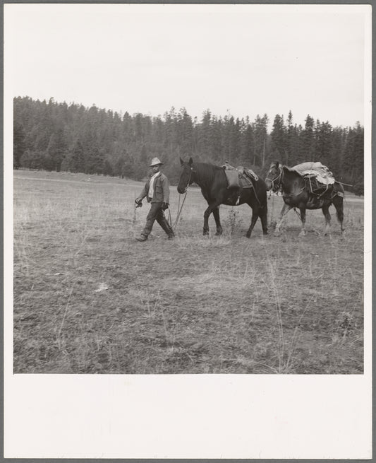 Basque sheep herder leading pack train down from summer camp in Bear Valley. Trip takes thirty-five days going up, twenty days coming down. Adams County, Idaho