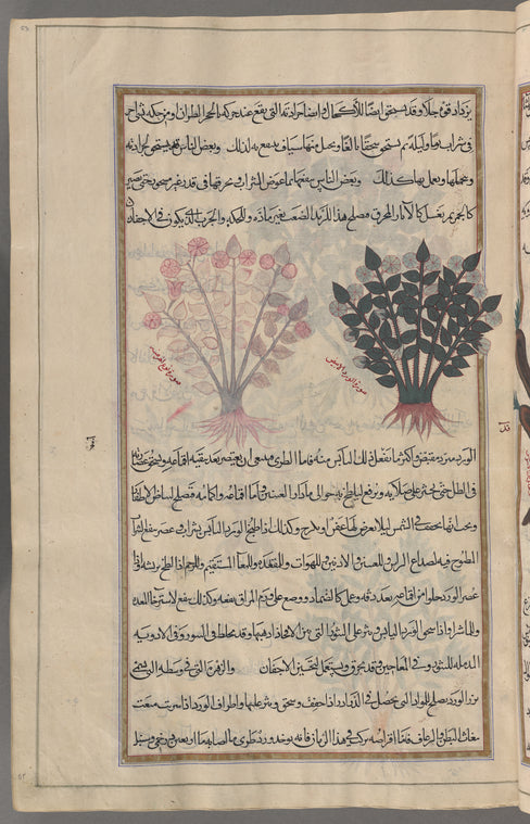 Eglantine rose (Rosa eglanteria), al-ward al-abyad. Two bushes are shown, one with very pale coloring and pink flowers. The heading for this entry has been omitted