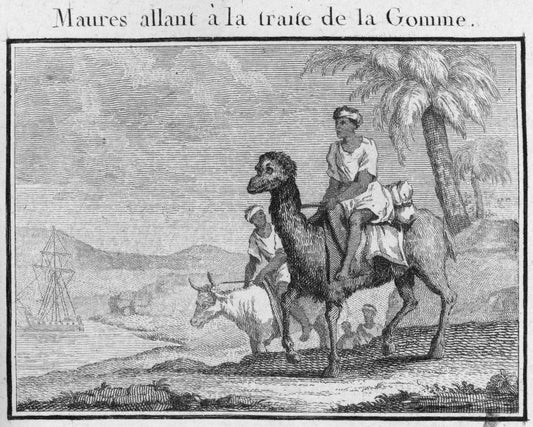 Maures allant a la traite de la Gomme