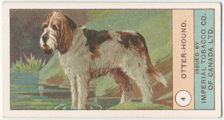 Otter-hound.