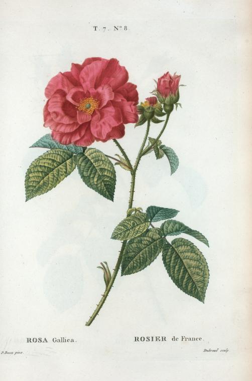 Rosa Gallica = Rosier de France. [Red Rose, The Apathecary's Rose, The Red Rose of Lancaster, Rose de province]