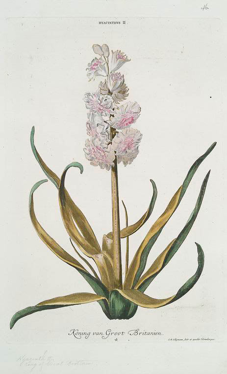 Hyacinthvs II = Koning van Grppt Britanten. [Hyacinth II, King of Great Britain]