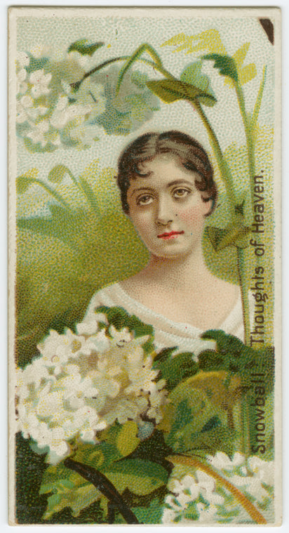 Snowball, thoughts of heaven.