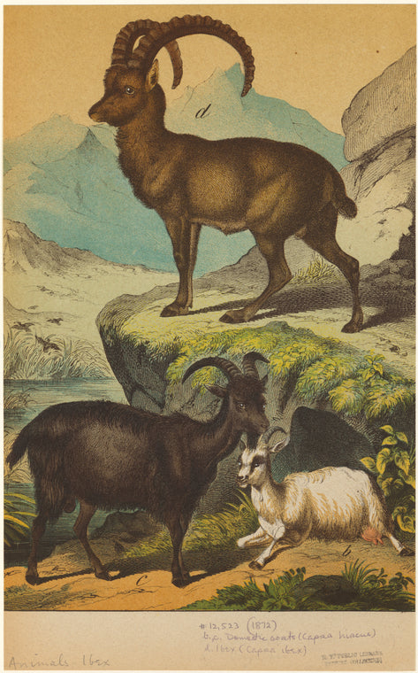 Domestic goats and an ibex