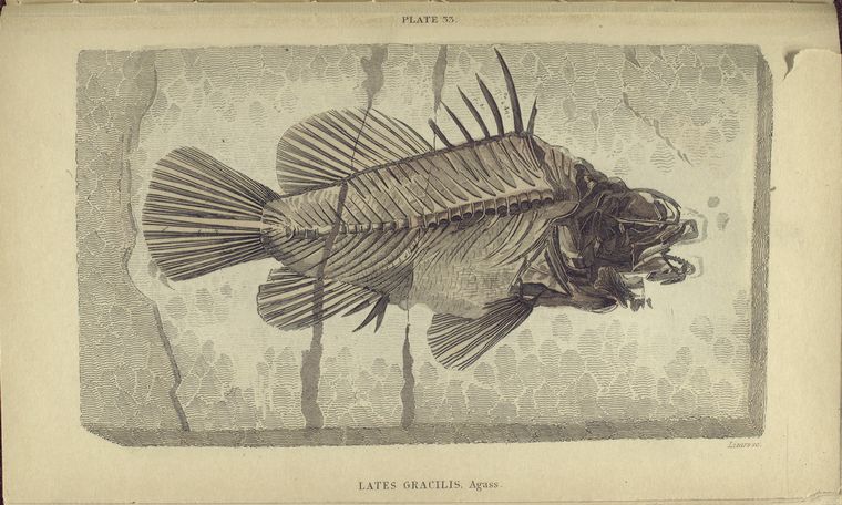 Lates gracilis, Agass.