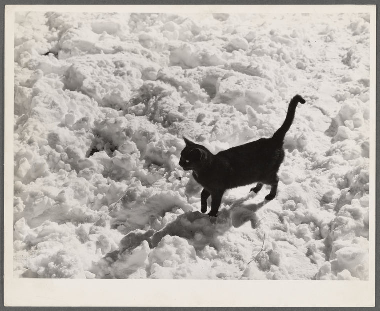 Black cat in snow. Ross County, Ohio