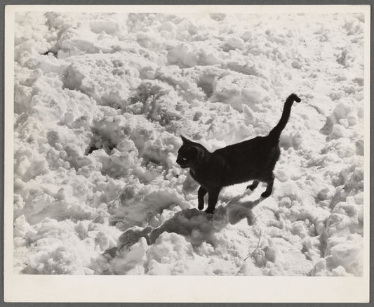 Black cat in snow. Ross County, Ohio
