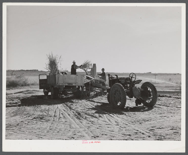 Scottsbluff homesteads, a FSA (Farm Security Administration) cooperative project in Nebraska. Filling the trench silo on the farm of Frank E. Hagemeister, treasurer of the cooperative.