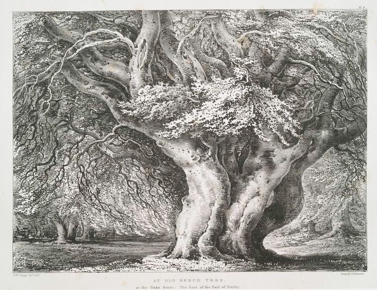 An old beech tree at the Oaks Surry : The seat of the Earl of Derby.