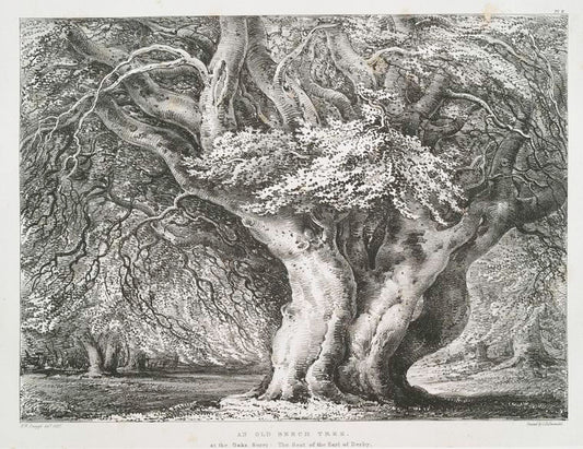 An old beech tree at the Oaks Surry : The seat of the Earl of Derby.