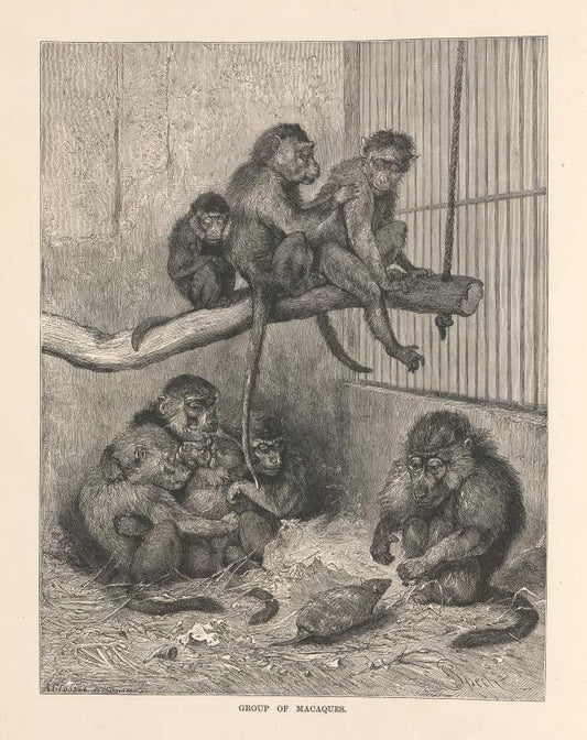 Group of macaques