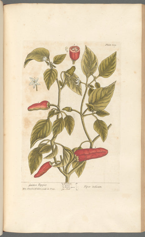 Guinea pepper