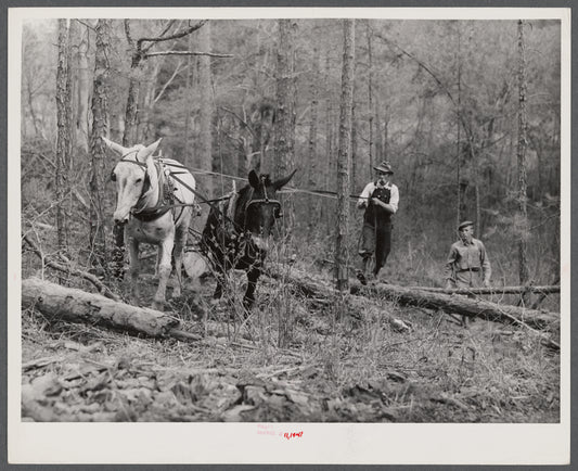Hauling logs. Heard County, Georgia.