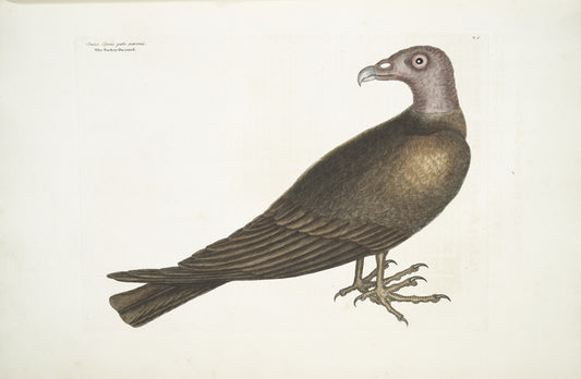 Buteo Specie gallo pavonis,  The Turkey Buzzard.