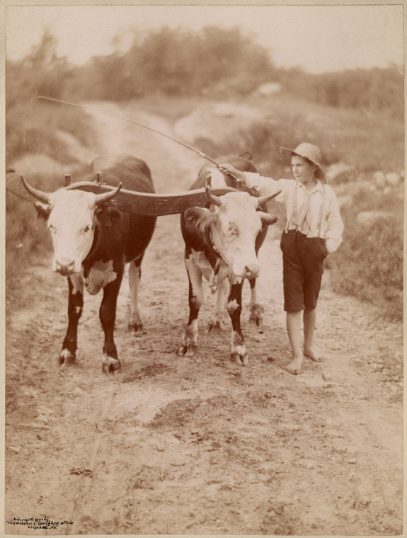 Boys leading an ox team