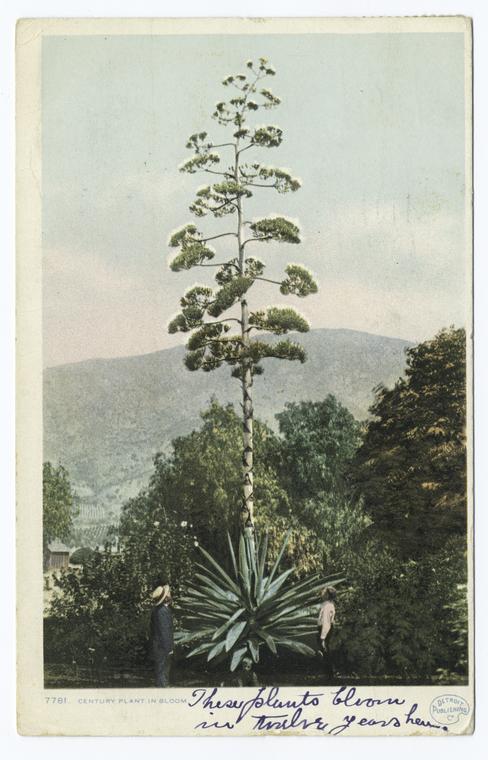 Century Plant in Bloom, Arizona