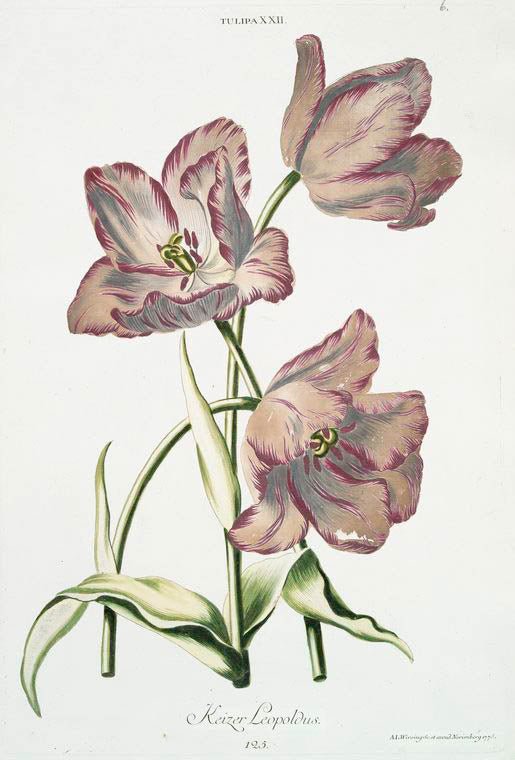 Tulipa XXII 'Keizer Leopoldus'. [Tulip XXII]