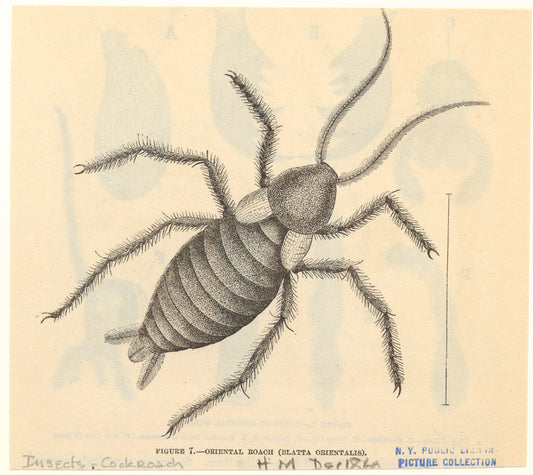 Oriental roach (Blatta orientalis)