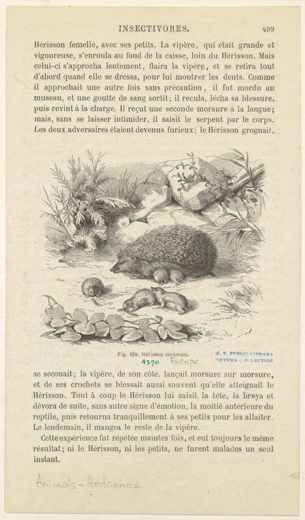 Hérisson commun