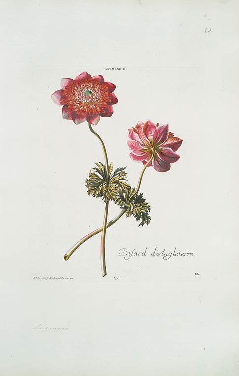 Anemone II = Bisard d'Angleterre. [Windflower]