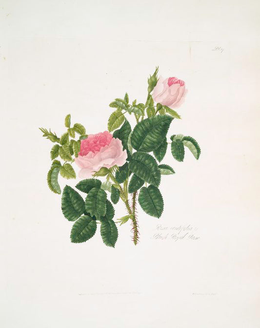 Rosa centifolia