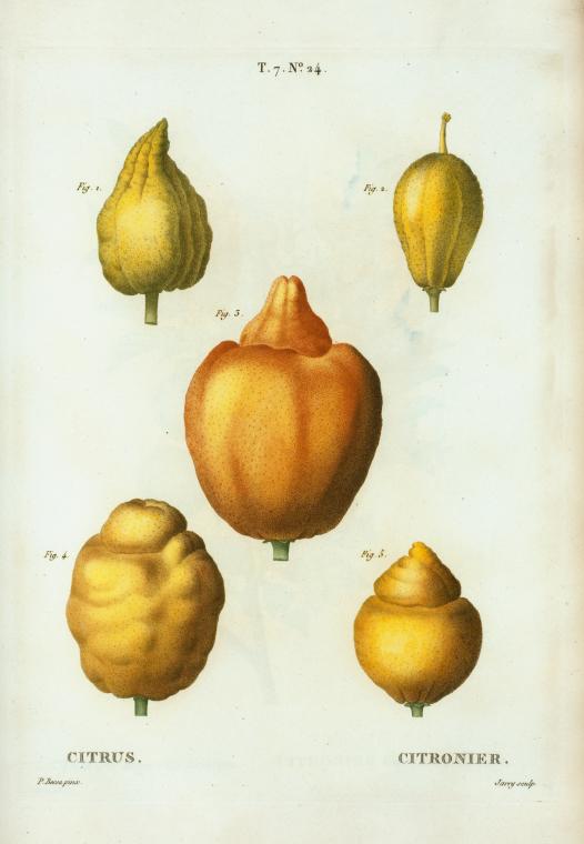 Citrus = Citronier. [various shapes of citrus]