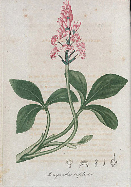 Menyanthes trifoliata. (Buck bean).