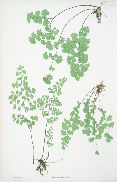 Adiantum Capillus-Veneris. [The common maidenhair fern]